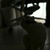 猫のいる風景