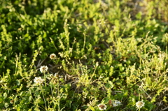 ありふれた草花