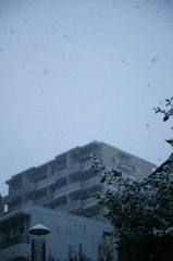 東京に雪が降った日1