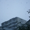 東京に雪が降った日1