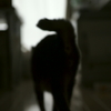 猫のいる風景