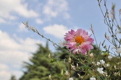 きれいな花、白い雲、蒼い空