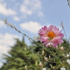 きれいな花、白い雲、蒼い空