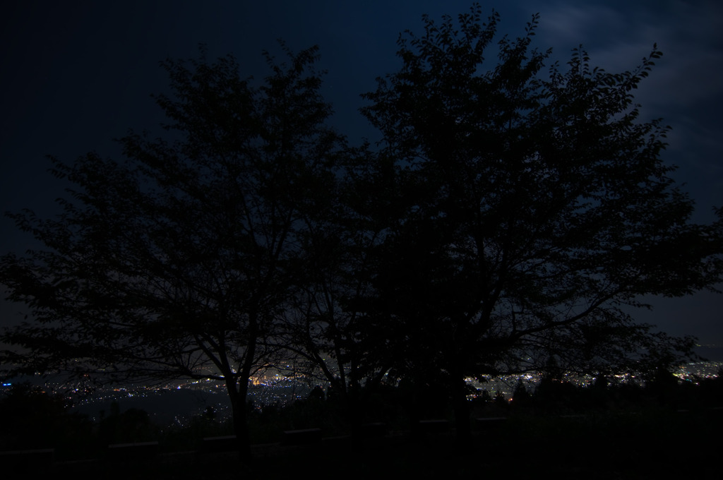 night trees