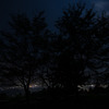 night trees