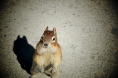 squirrel