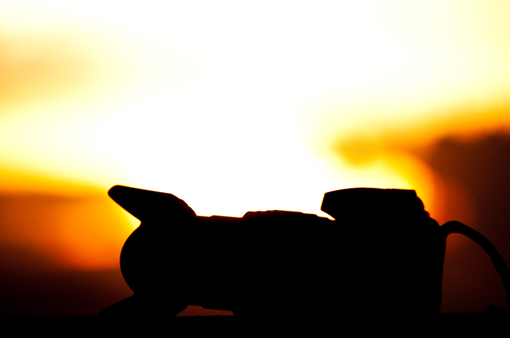 夕日に照らされて