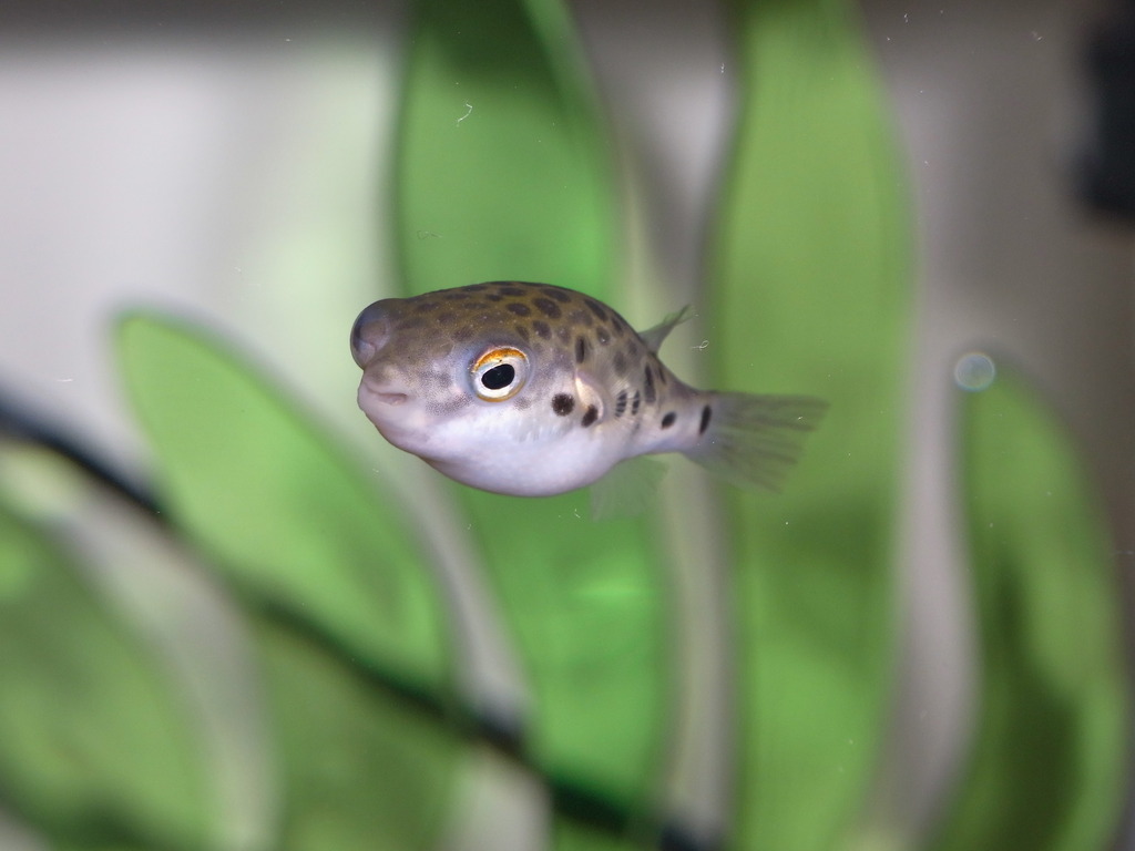 名前は「ちび」です。