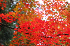 紅葉