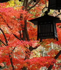 紅葉