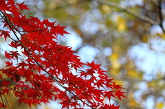 紅葉