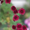 赤い花