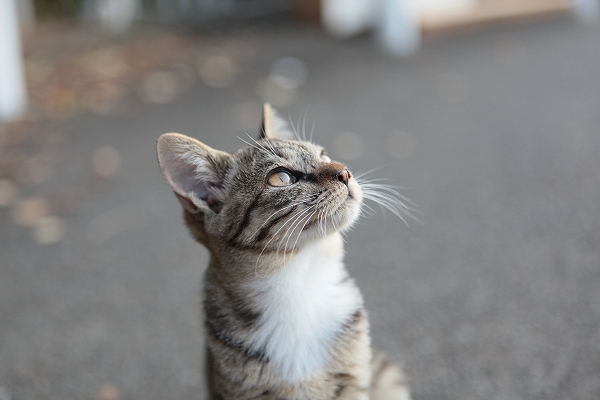 ミツ★野良時代