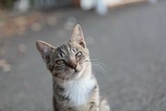 ミツ★野良時代