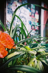 花×写真展