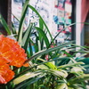 花×写真展