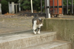 ねこ