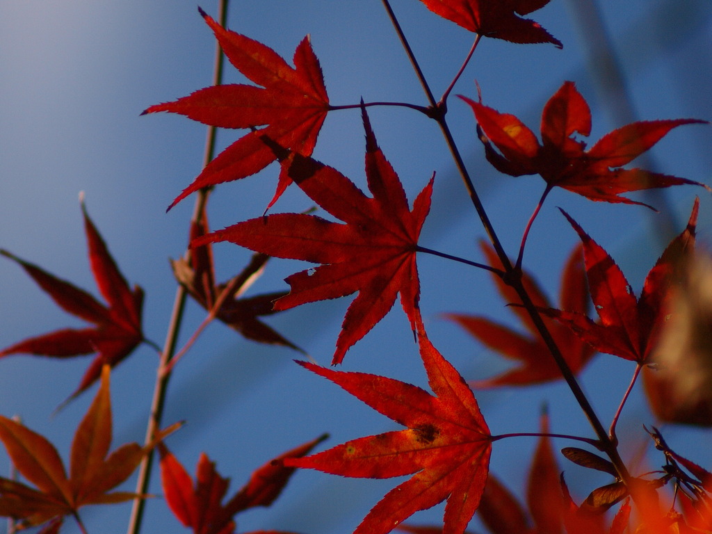 紅葉
