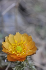 福寿草2