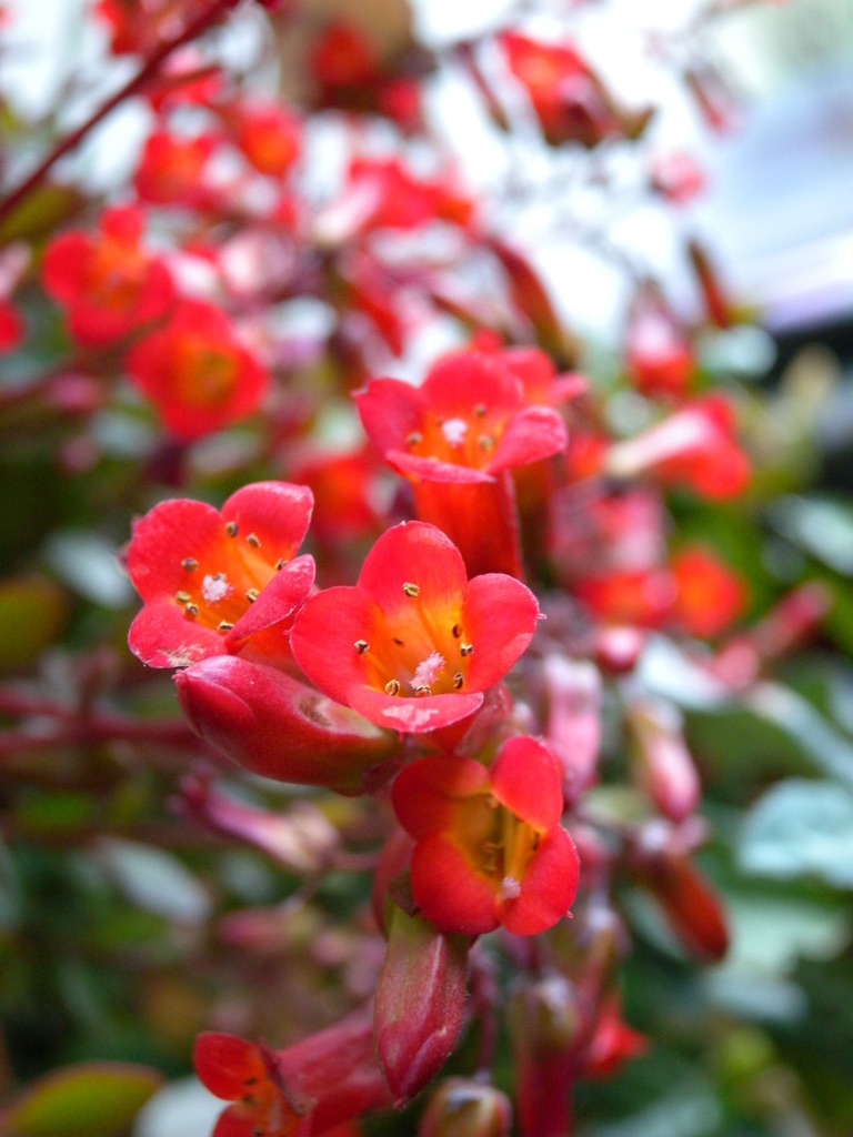 DSCN0741