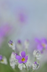春霞　　桜草