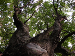ブナの老木