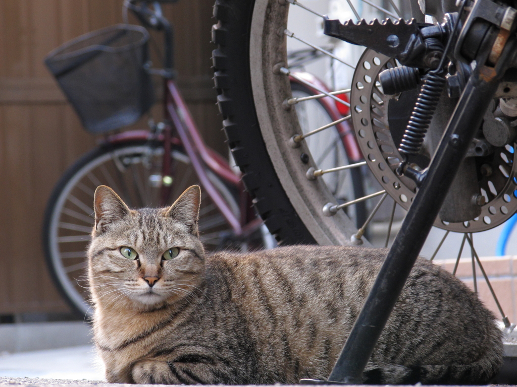 バイクと身重の野良