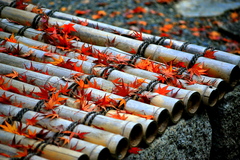 2009.11.21.         高台寺 (20)