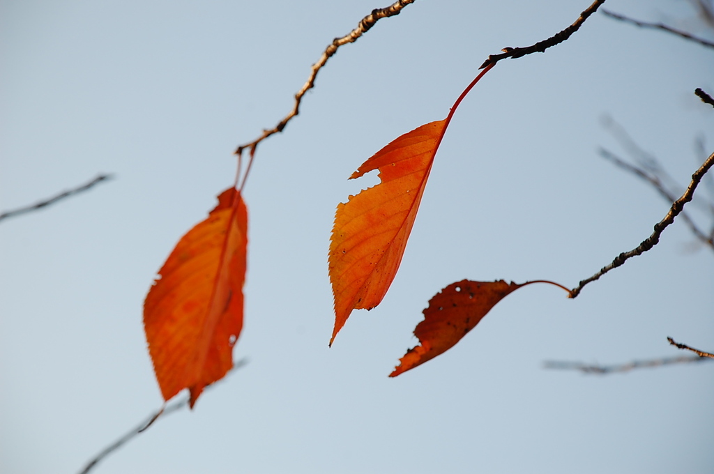 紅葉