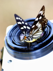 カメラと蝶