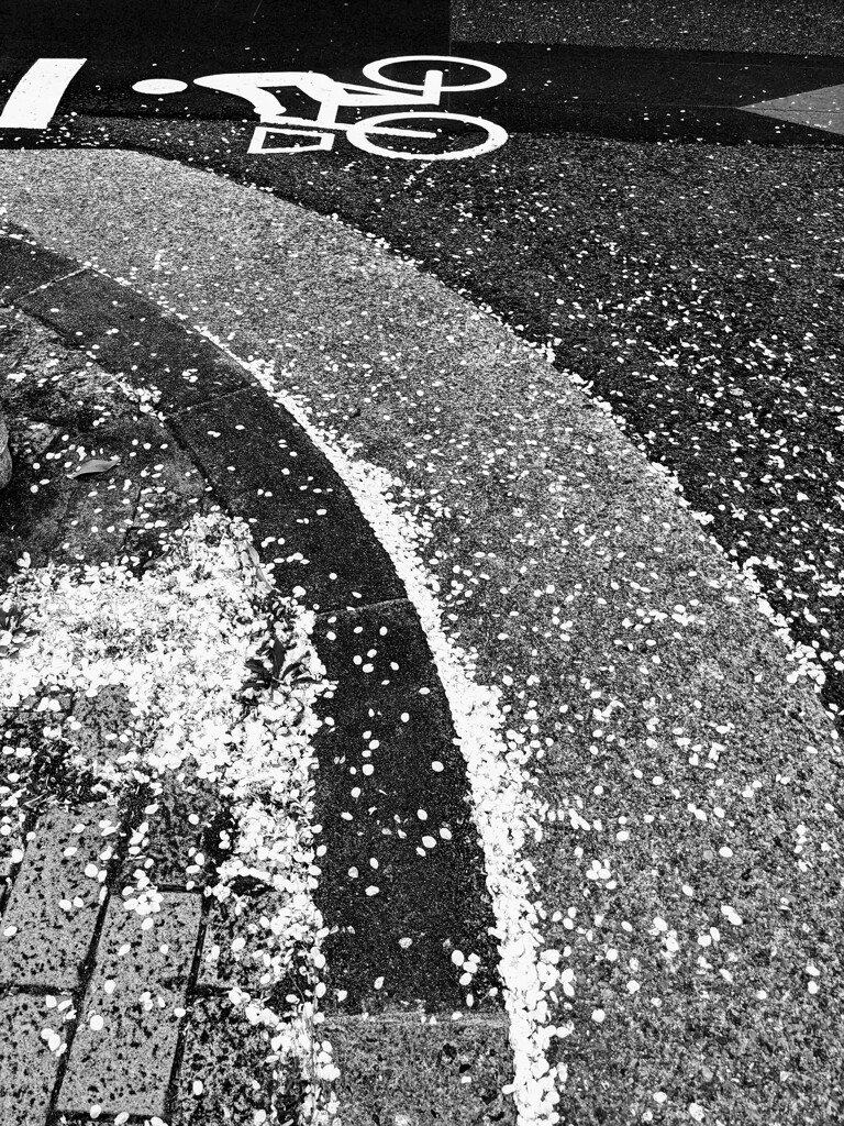 散っても桜