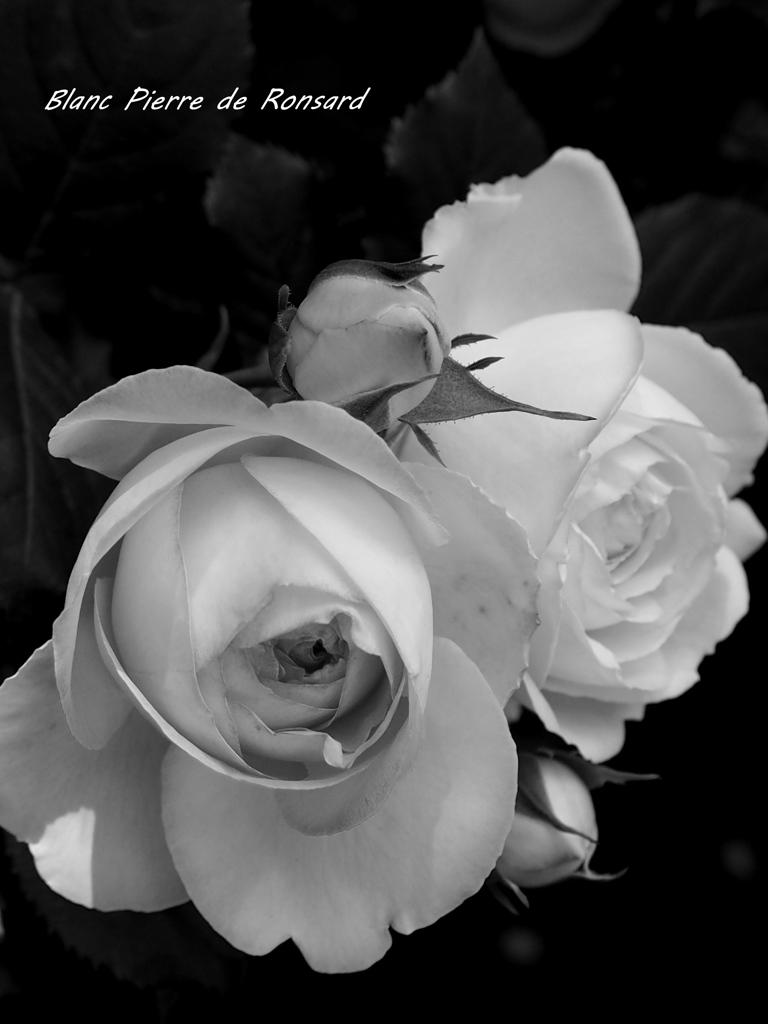 薔薇