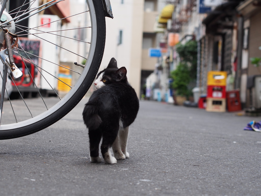 路地裏　猫　テリトリー