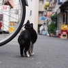 路地裏　猫　テリトリー