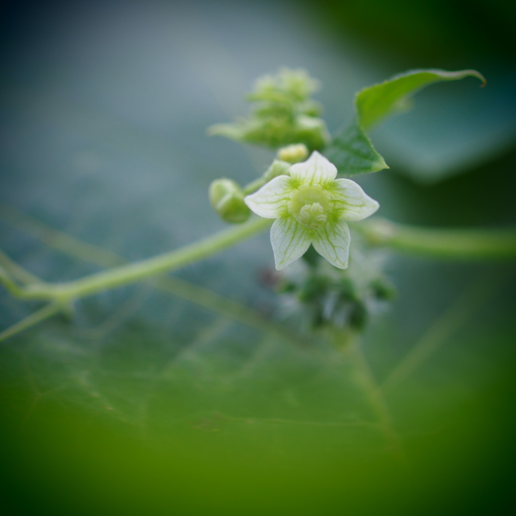 アレチウリの花