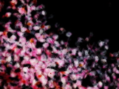 さよなら桜