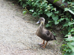 カルガモ　幼鳥　