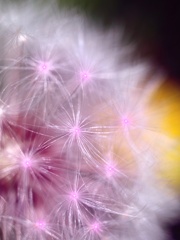 蒲公英