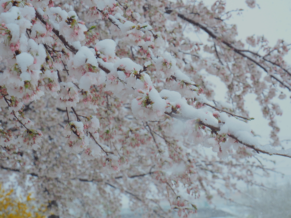 桜と雪