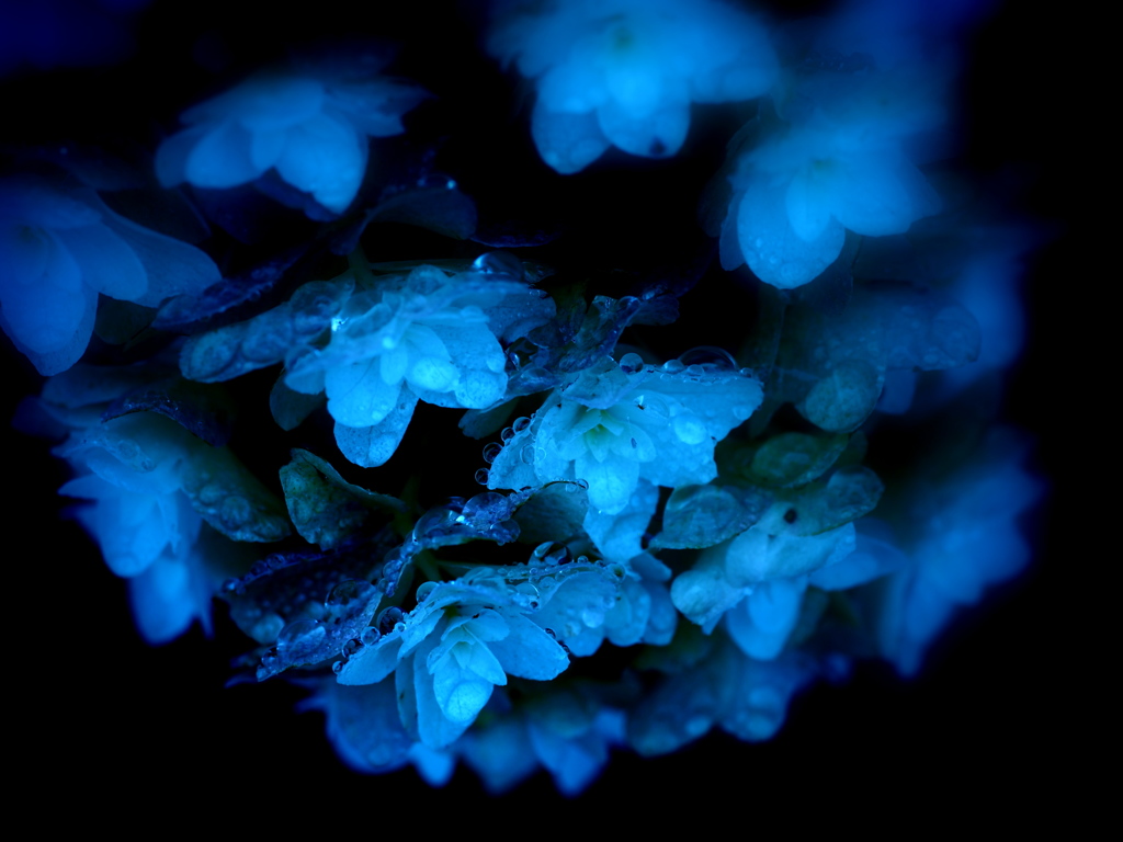 柏葉紫陽花