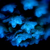柏葉紫陽花