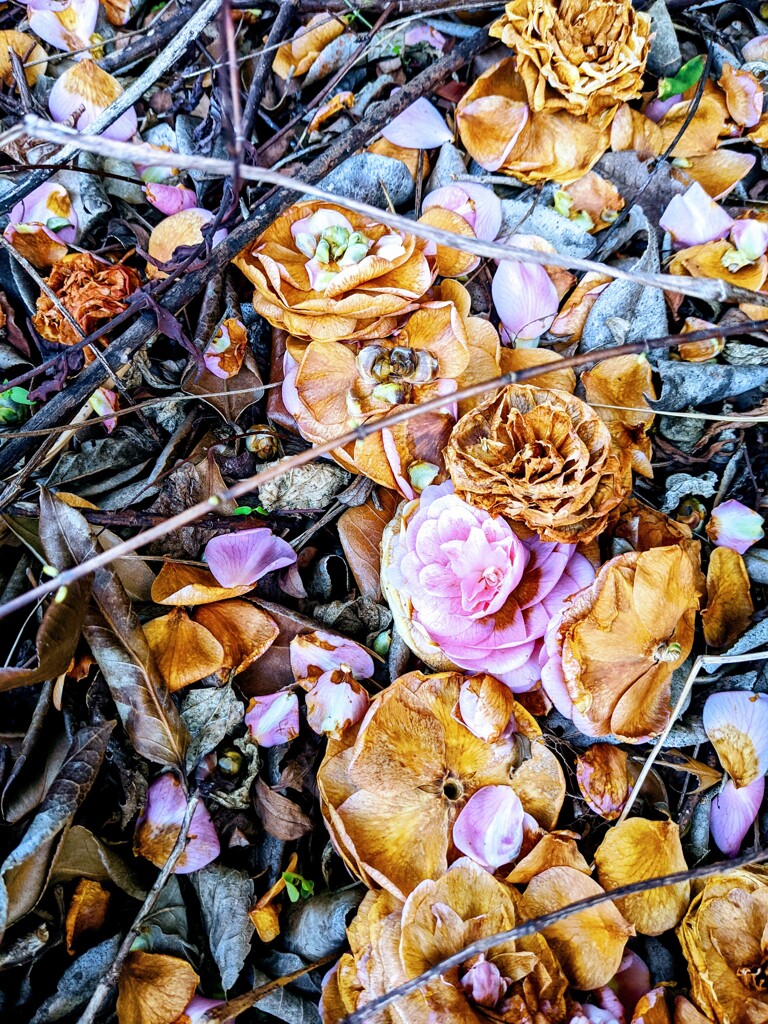 落ち花