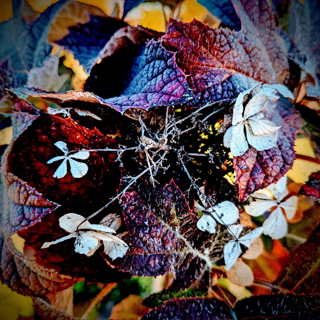 紅葉
