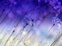 韮の種　　冬