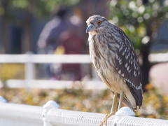 ゴイサギ　若鳥