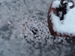 桜と雪　2
