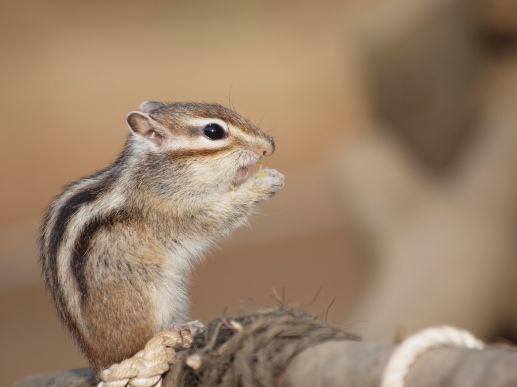 シマリス　