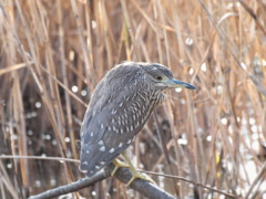 ゴイサギ　幼鳥