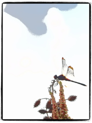 ノシメトンボ