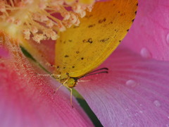 キチョウの雨宿り